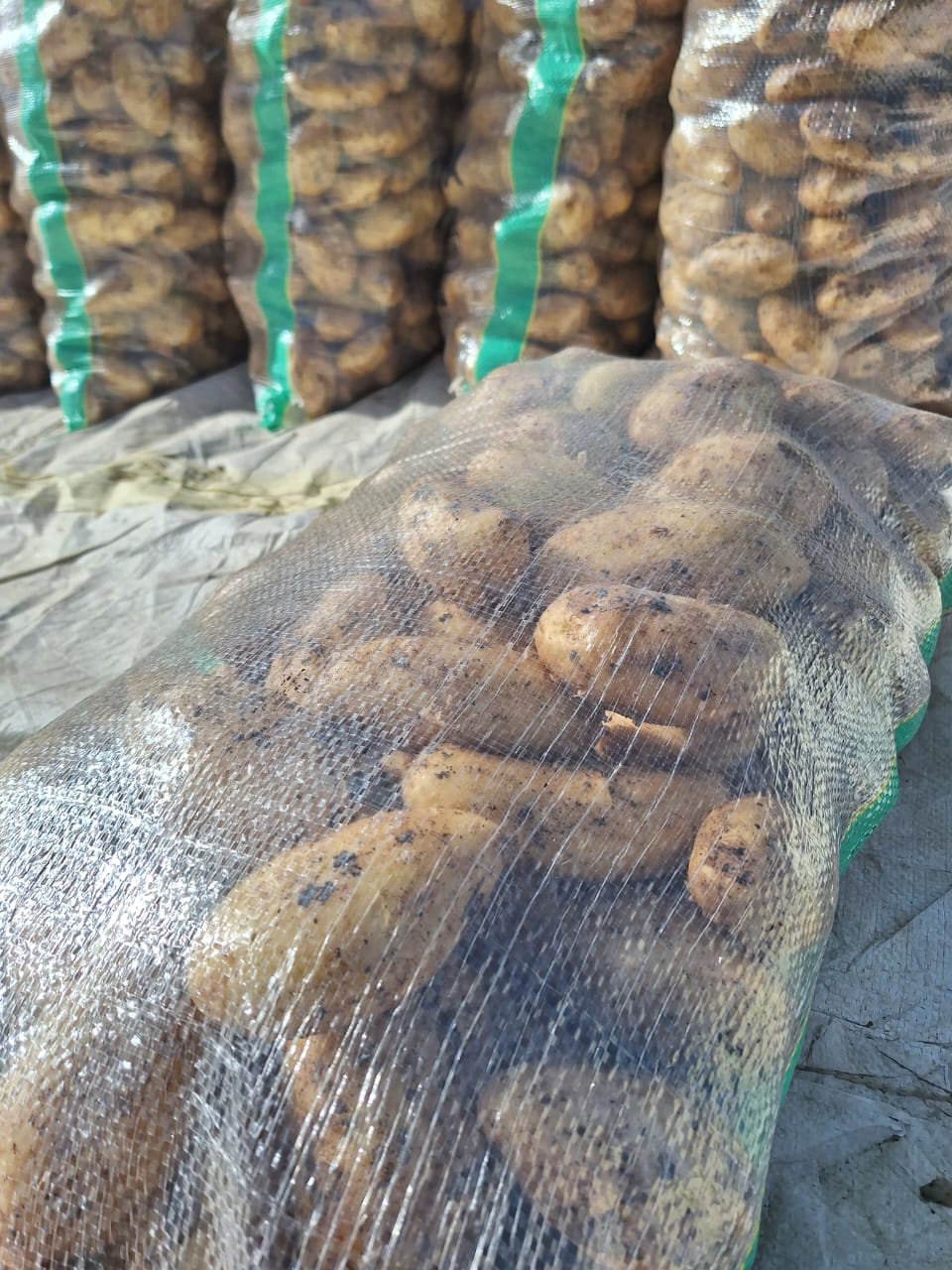 A detailed image of fresh potatoes